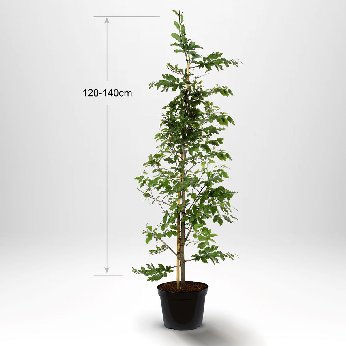 Bøk, Pottedyrket, 120-140 cm med støtte, Co 5-10